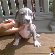 american pit bull puppy posted by orlando 15
